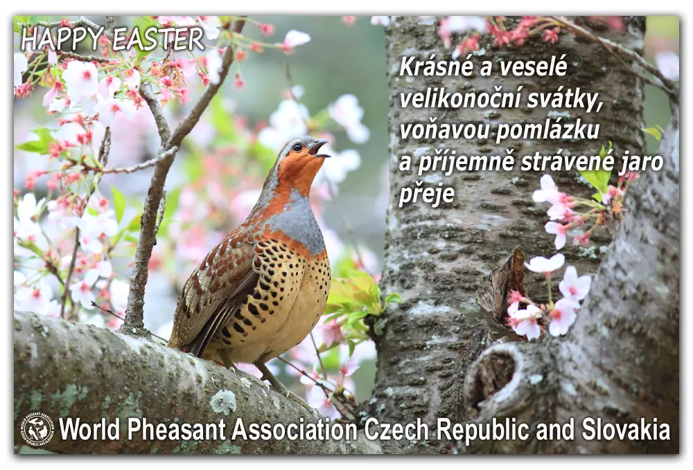 Vánoční přání WPA CZ-SK